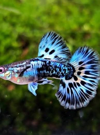 🐆🐟Metal blue leopard🐆🐟 , gup,guppen,gup raszuiver, Dieren en Toebehoren, Vissen | Aquariumvissen, Vis, Zoetwatervis