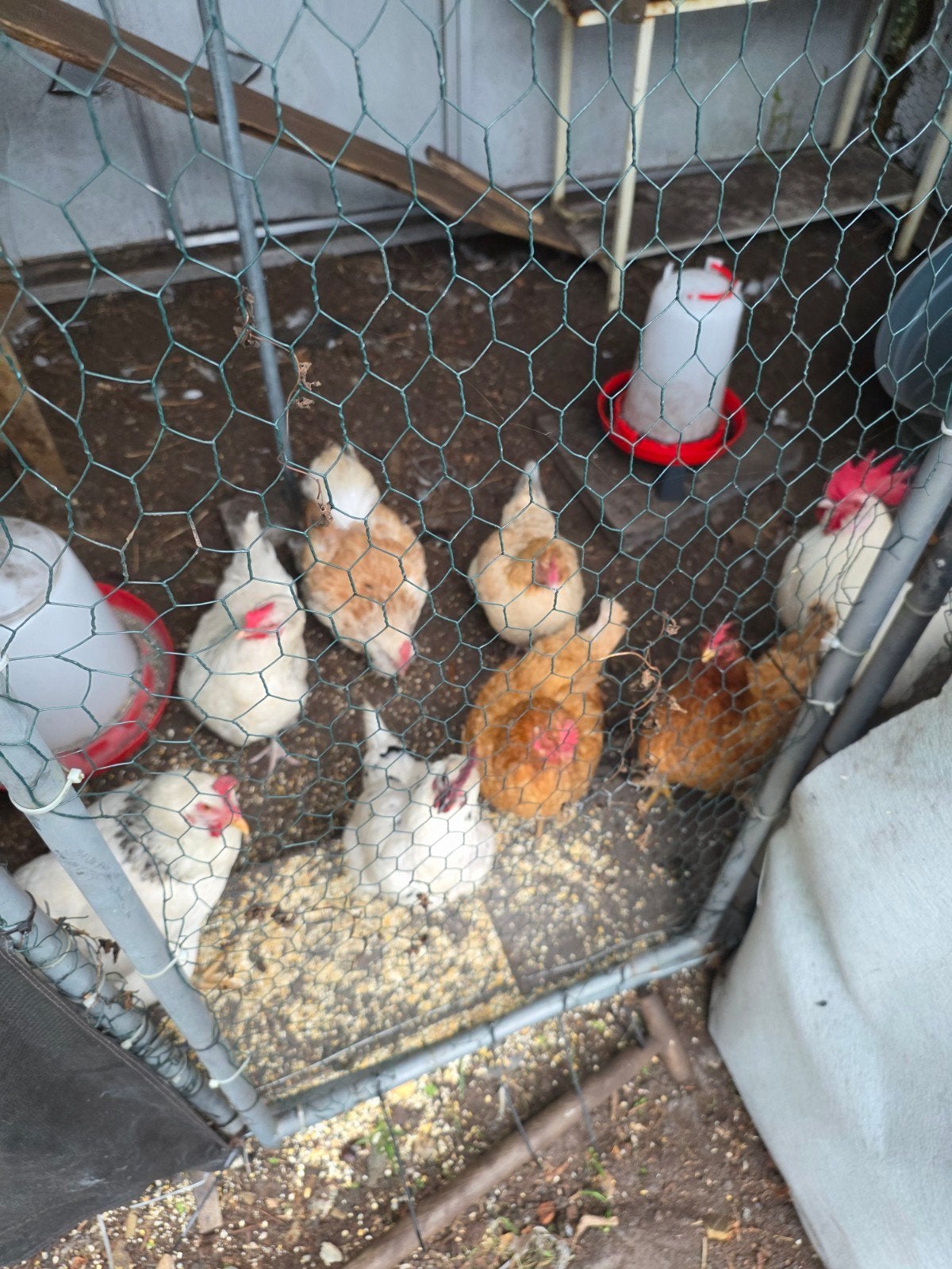 Te koop: 9 leghennen en 1 haan, Dieren en Toebehoren, Meerdere dieren, Kip