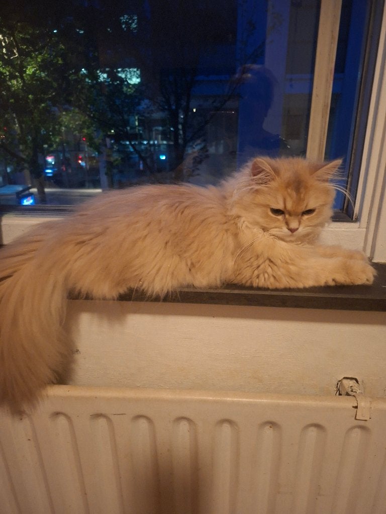 Kitten, Dieren en Toebehoren, Katten en Kittens | Raskatten | Korthaar, Poes, 0 tot 2 jaar