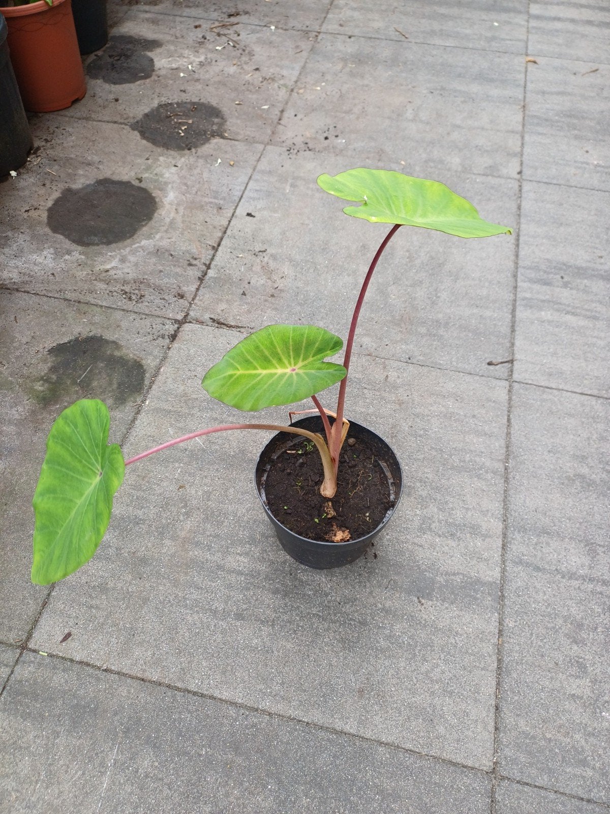 2x Indrukwekkende Olifanten Oor (Colocasia) voor uw tuin, Ophalen