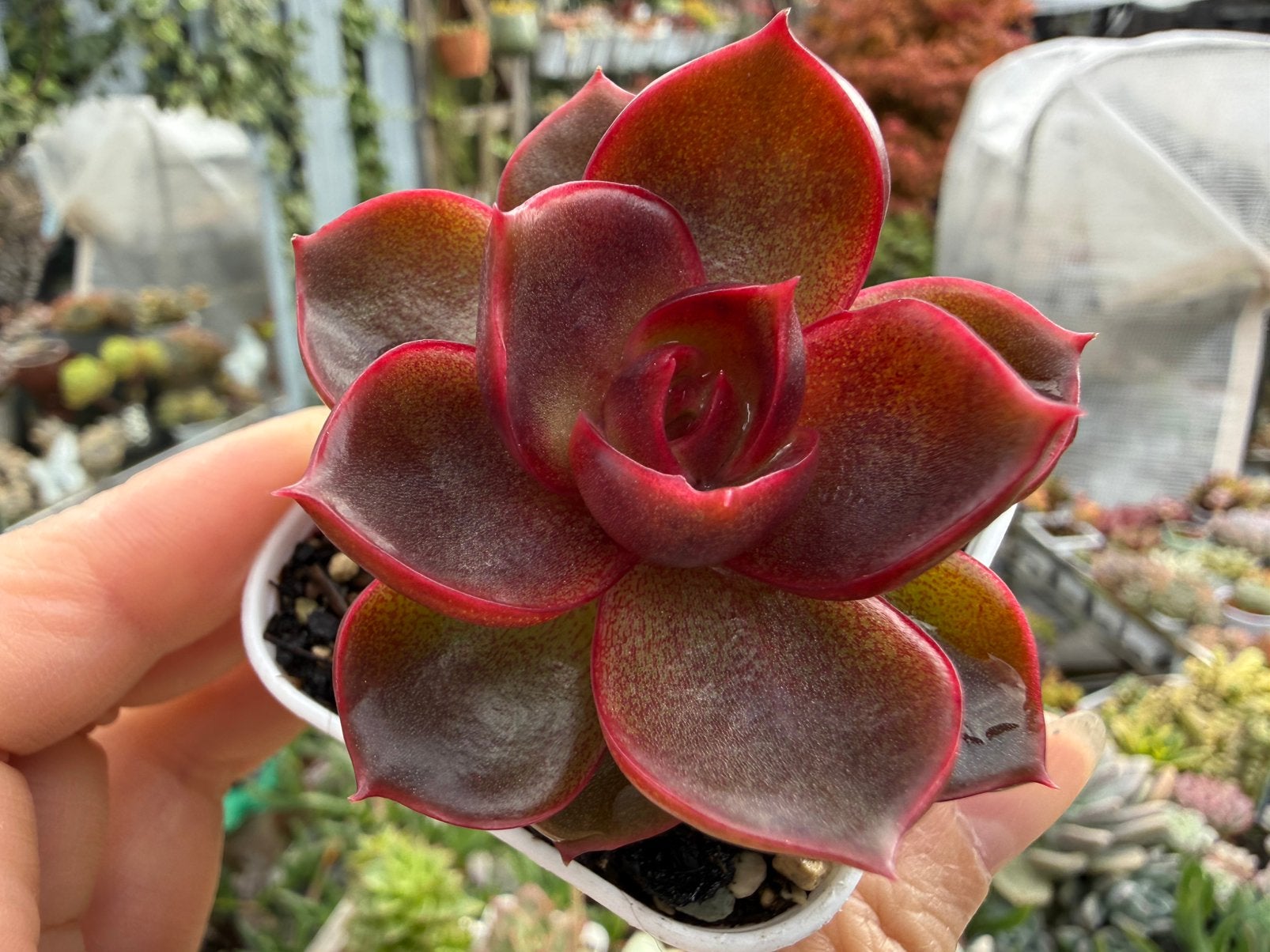 Echeveria red light /pot 5cm/vetplant/succulent, Ophalen of Verzenden, Halfschaduw, Minder dan 100 cm