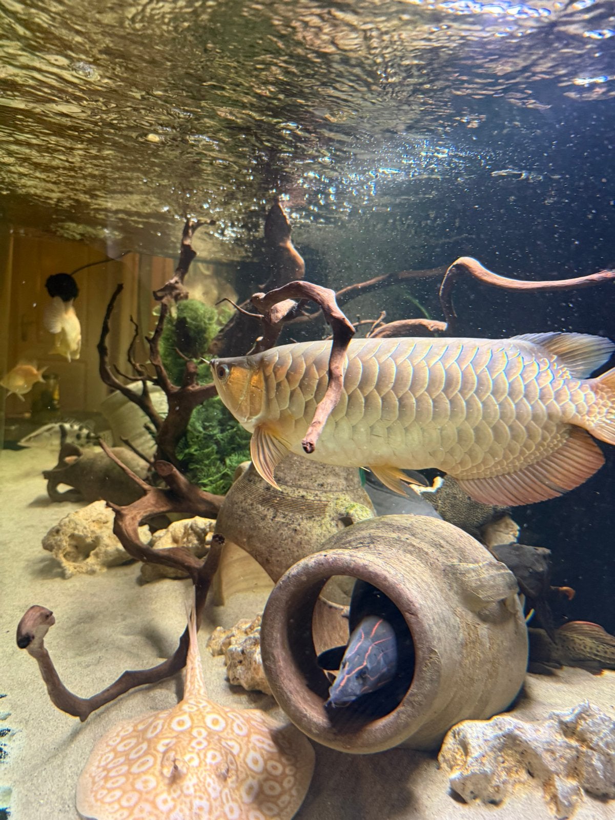 Golden highback aziatische arowana, Dieren en Toebehoren, Vissen | Aquariumvissen, Vis