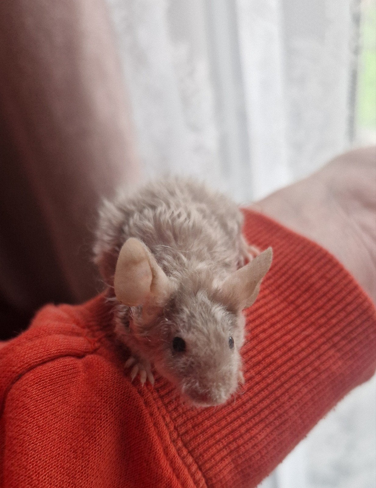 Lieve mannelijke rex texelse muis krul grijs satijn kleurmui, Muis, Mannelijk, Juli, Tam