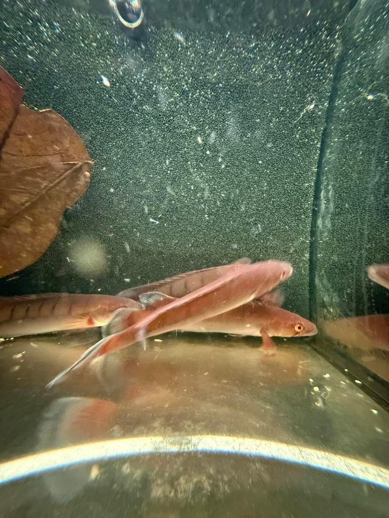 4 Crenicichla red atabapo, Dieren en Toebehoren, Vissen | Aquariumvissen, Zoetwatervis, Vis