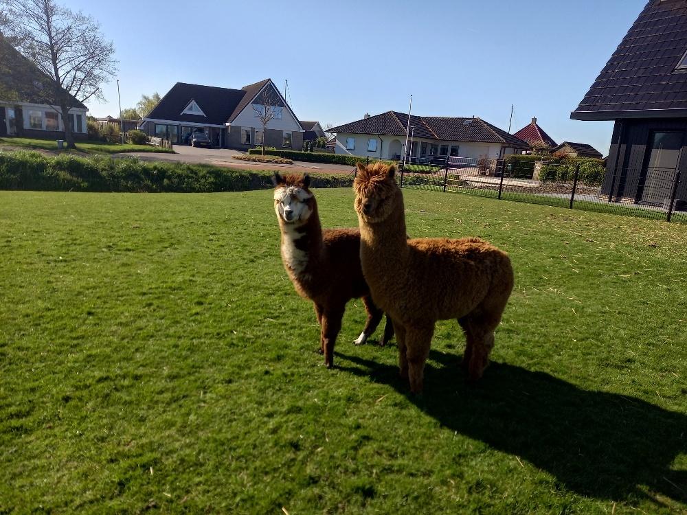 Alpaca's, Dieren en Toebehoren, Overige Dieren, Maart, Mannelijk