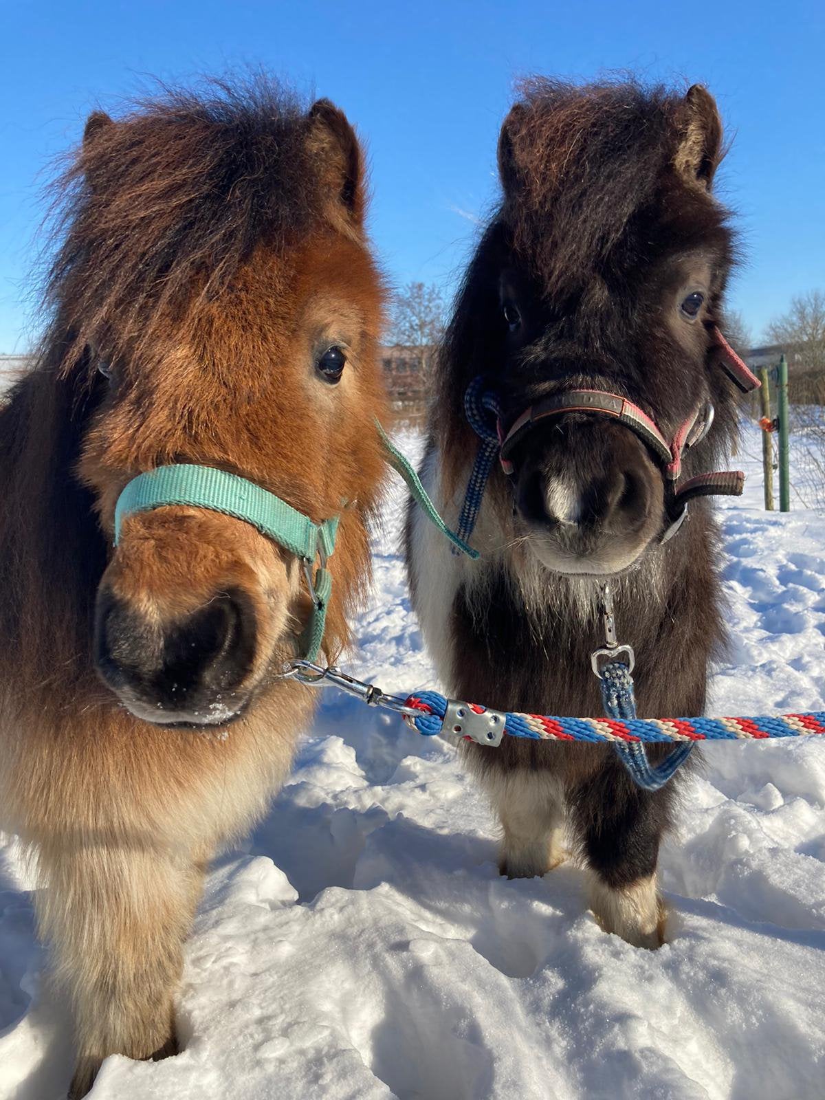 Mede-verzorger gezocht / verzorgponys aangeboden (Venray), Dieren en Toebehoren, Ophalen of Verzenden, Nieuw