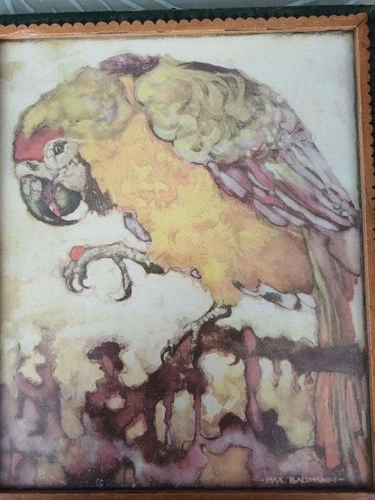 Antieke Prent, Ara papagaai van Max Baumann originele lijst, Antiek en Kunst, Kunst | Schilderijen | Klassiek, Overige stijlen