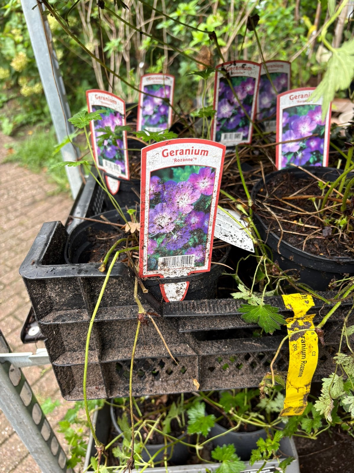 Geranium rozanne langst bloeiende geranium  in pot, Tuin en Terras, Ophalen, Bodembedekkers, Volle zon, Vaste plant