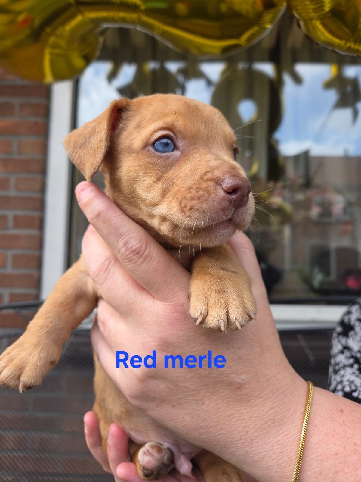 Jackrussel pups laagbenige Merle Brindle blauw ogen, Jack Russell Terriër, 8 tot 15 weken, Meerdere dieren, Eén hond