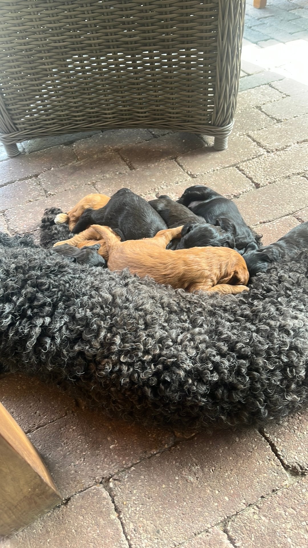 Labradoodle mini, Dieren en Toebehoren, Parvo, Overige rassen, 8 tot 15 weken, Meerdere