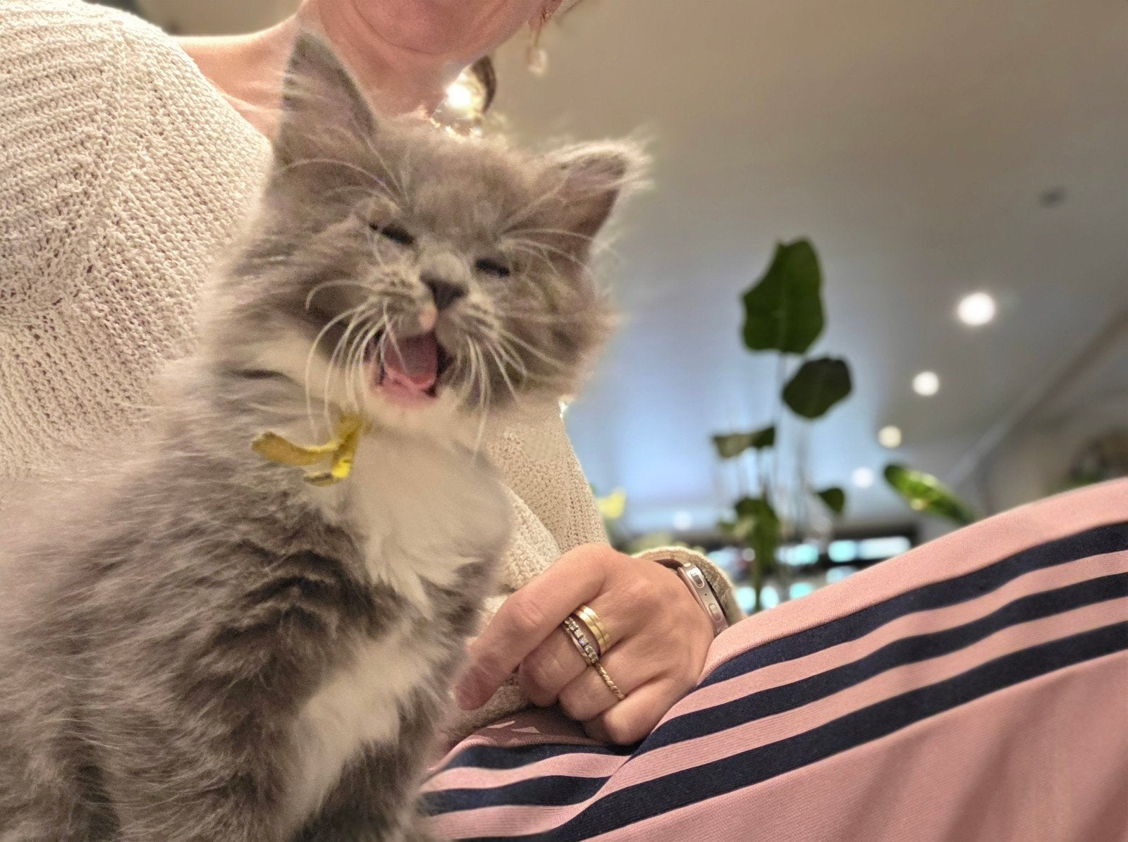 knappe kittens, x mainecoon ragdoll, langharig, verhuizen, Meerdere dieren, Langharig, 0 tot 2 jaar
