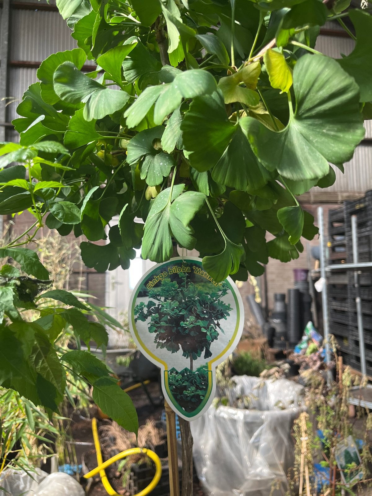 Japanse notenboom op stam - Ginkgo Biloba (120cm stamhoogte), Tuin en Terras, Planten | Bomen, Bloeit niet, 100 tot 250 cm, Volle zon