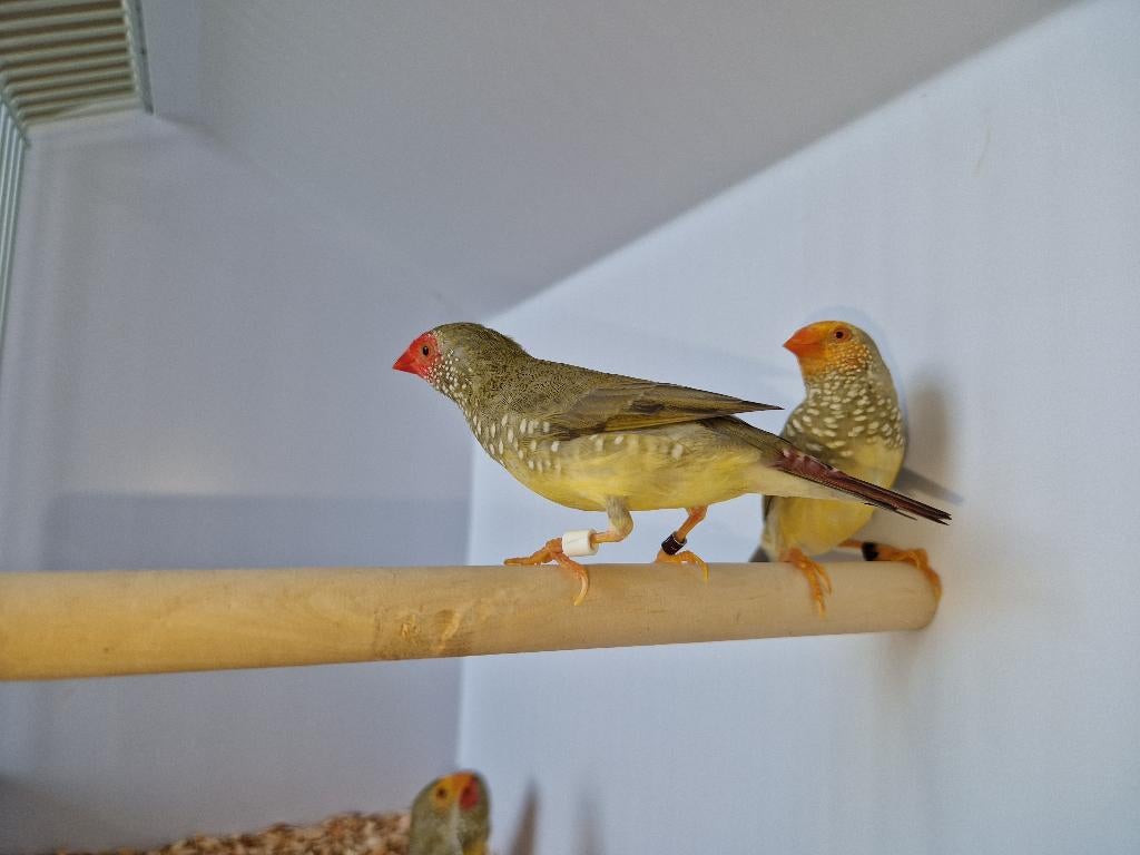 Binsenastrilde roodkop | veel keuze uit tropische vogels, Dieren en Toebehoren, Vogels | Overige Vogels, Meerdere dieren, Tropenvogel