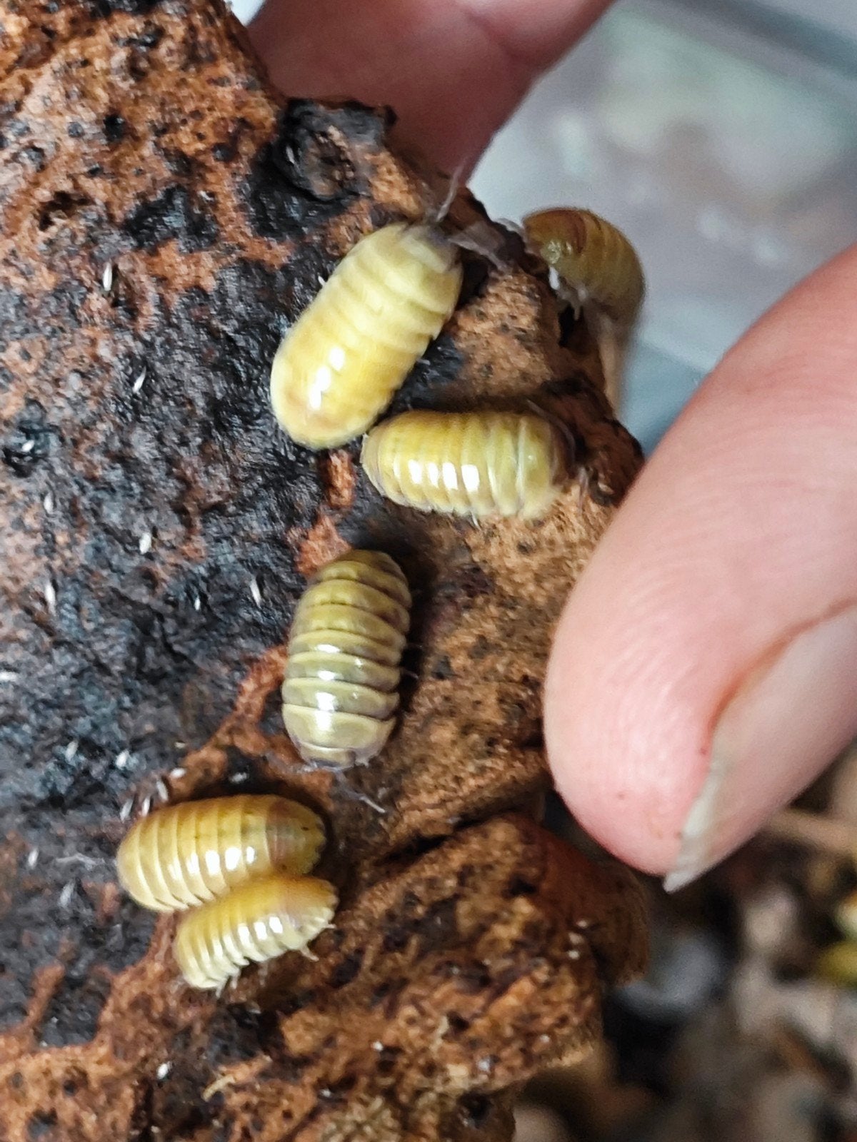 Armadillidium badium 'High yellow', Overige soorten