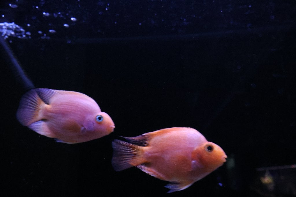 Papegaaicichlide Blood Red (Blood Parrot Cichlid), Dieren en Toebehoren, Vis, Zoetwatervis