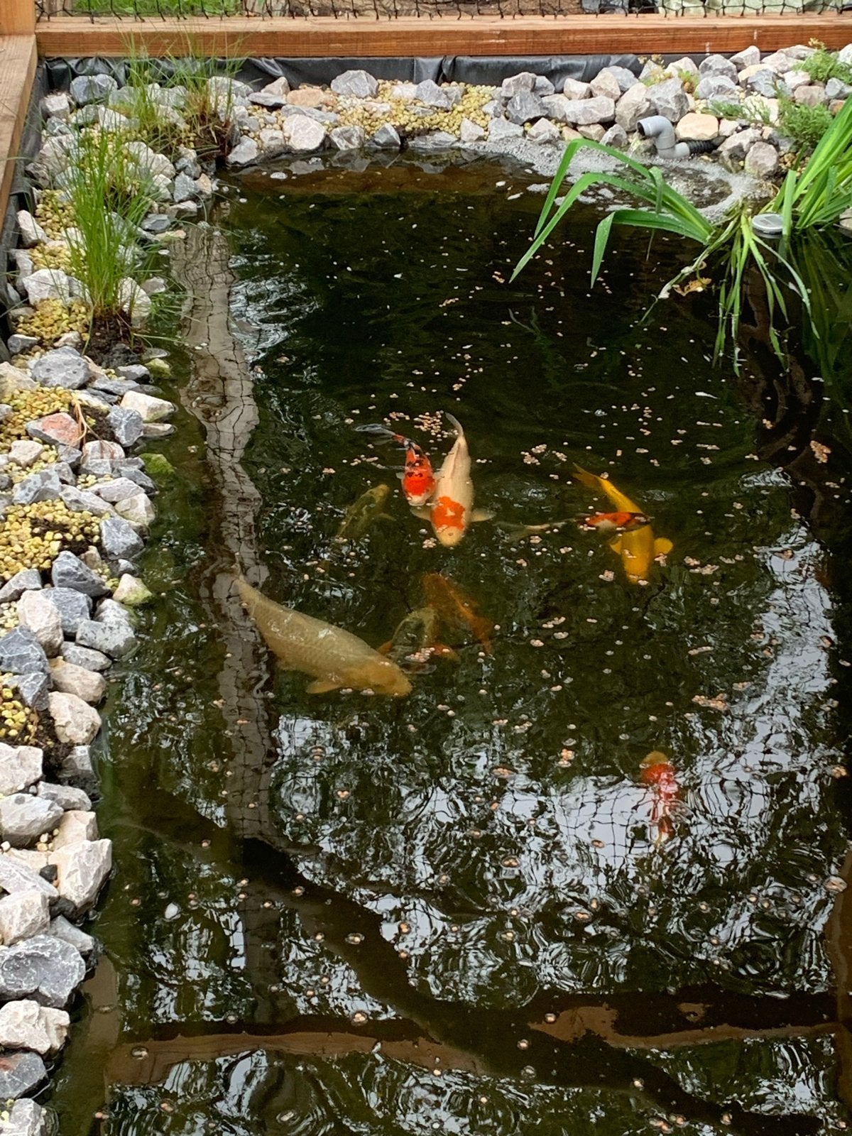 Koikarpers, Dieren en Toebehoren, Karper of Koi