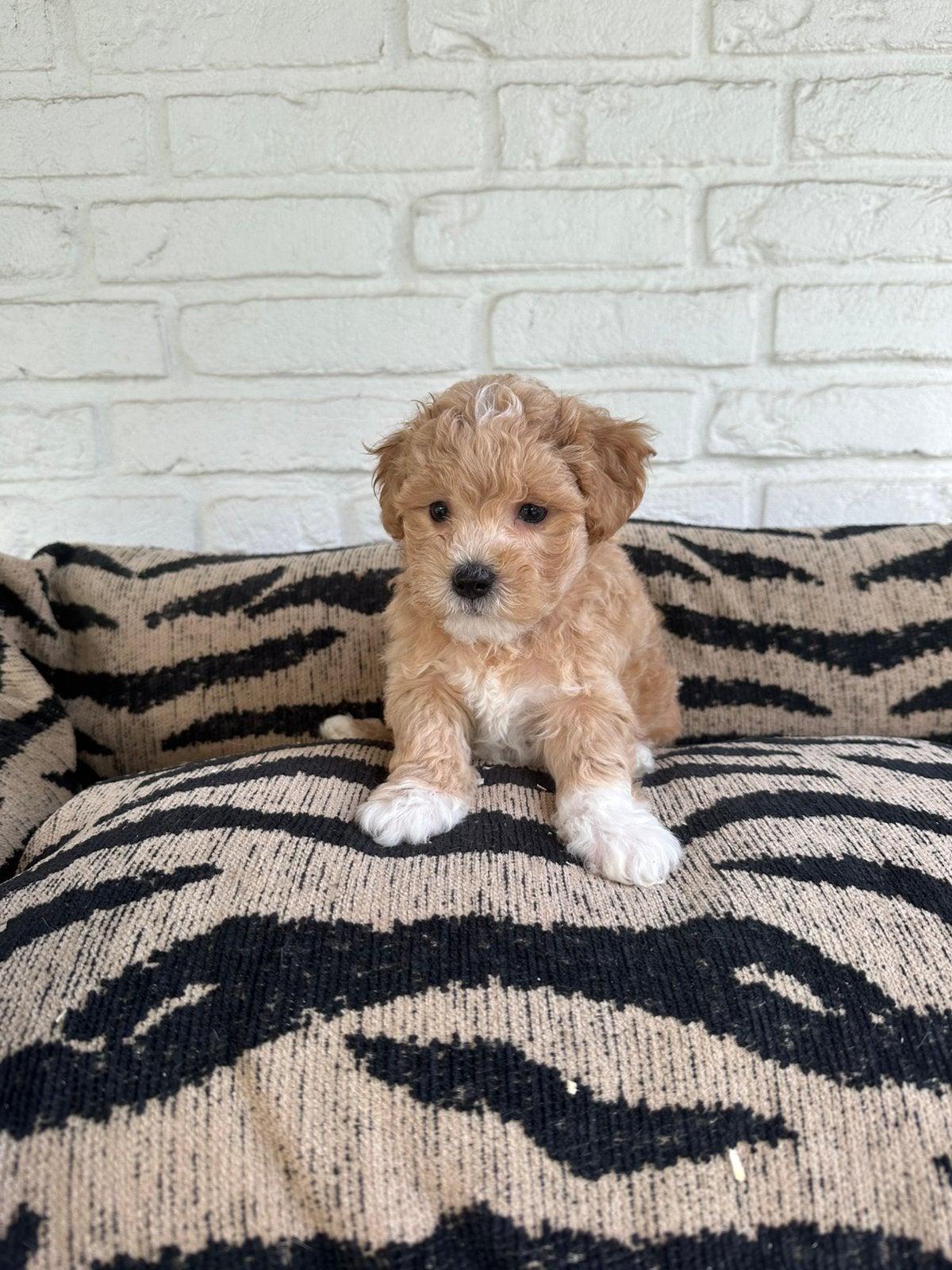 Maltipoo pups maltezer x toy poedel, Dieren en Toebehoren, Parvo, Nederland, Overige rassen, 8 tot 15 weken