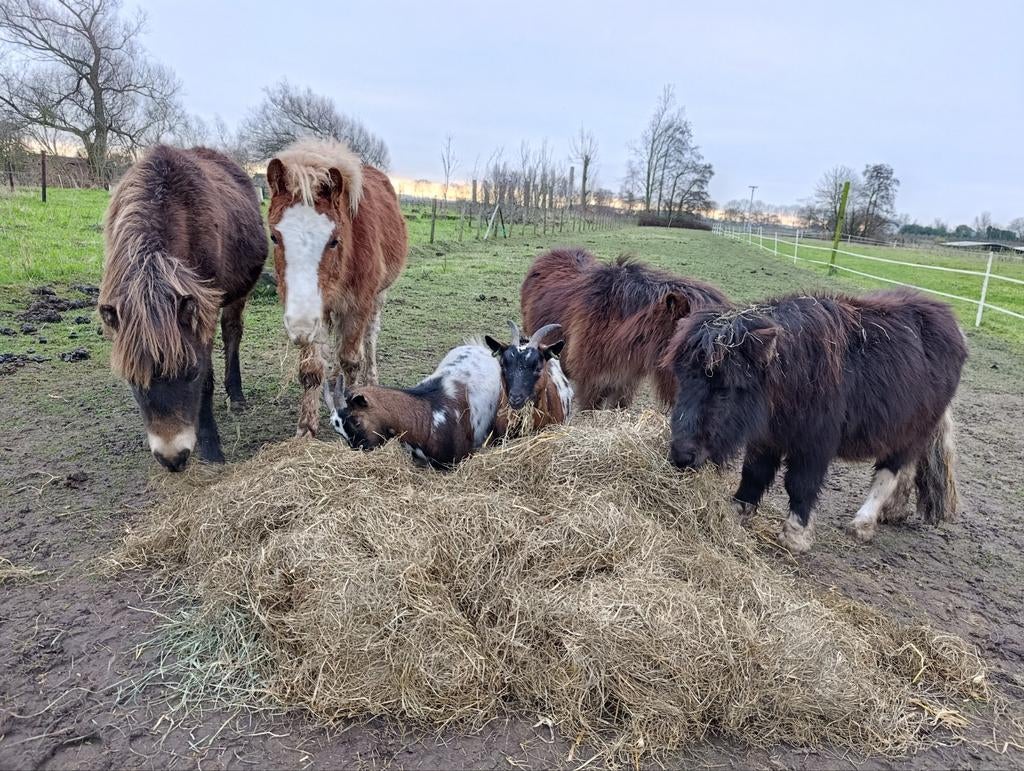 Welsh pony merrie, Dieren en Toebehoren, Pony's, Merrie, A pony (tot 1.17m), 0 tot 2 jaar, Gechipt, Ontwormd