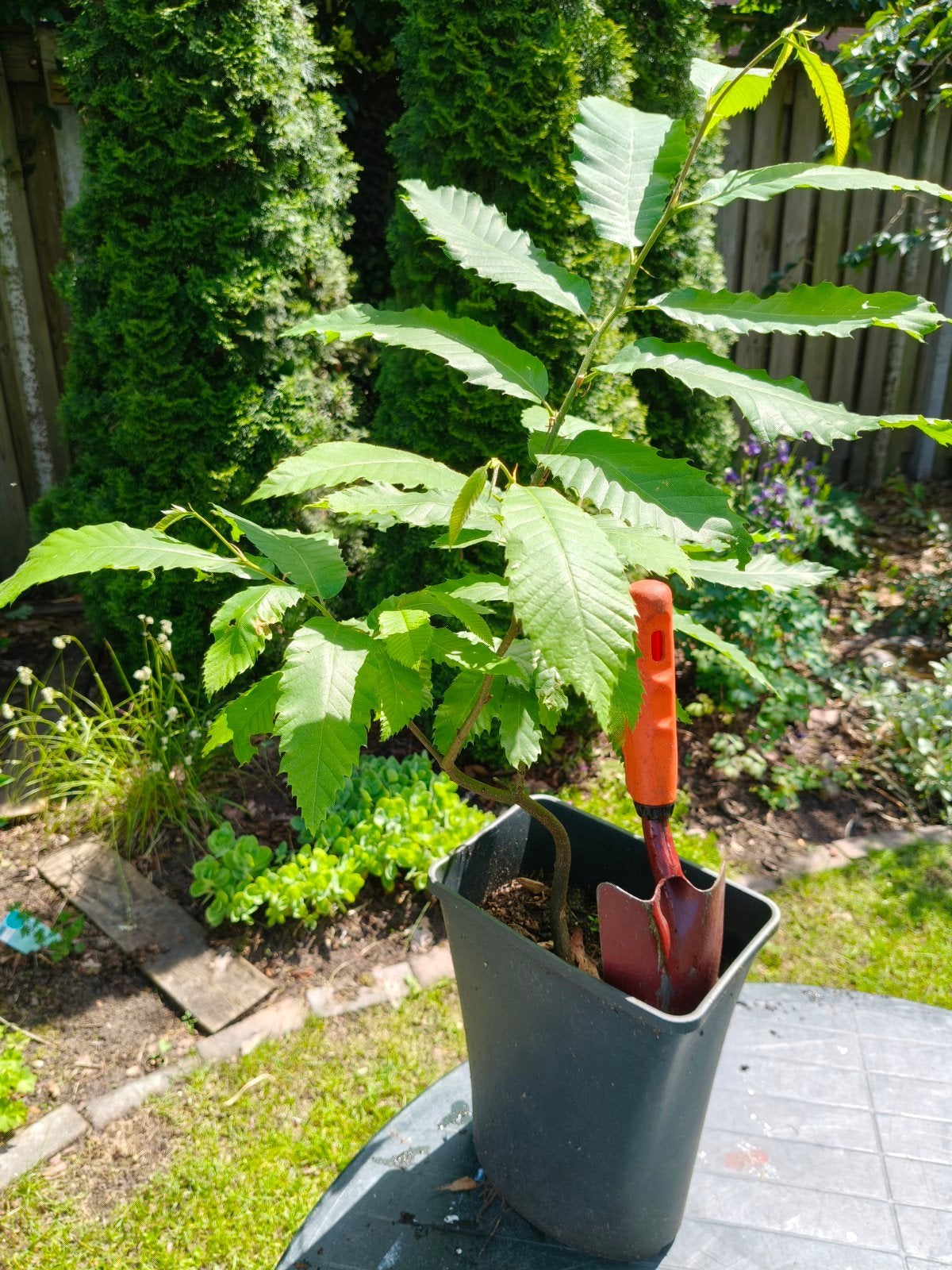 Tamme kastanje boompje no 3, Ophalen of Verzenden, Overige soorten, Volle zon