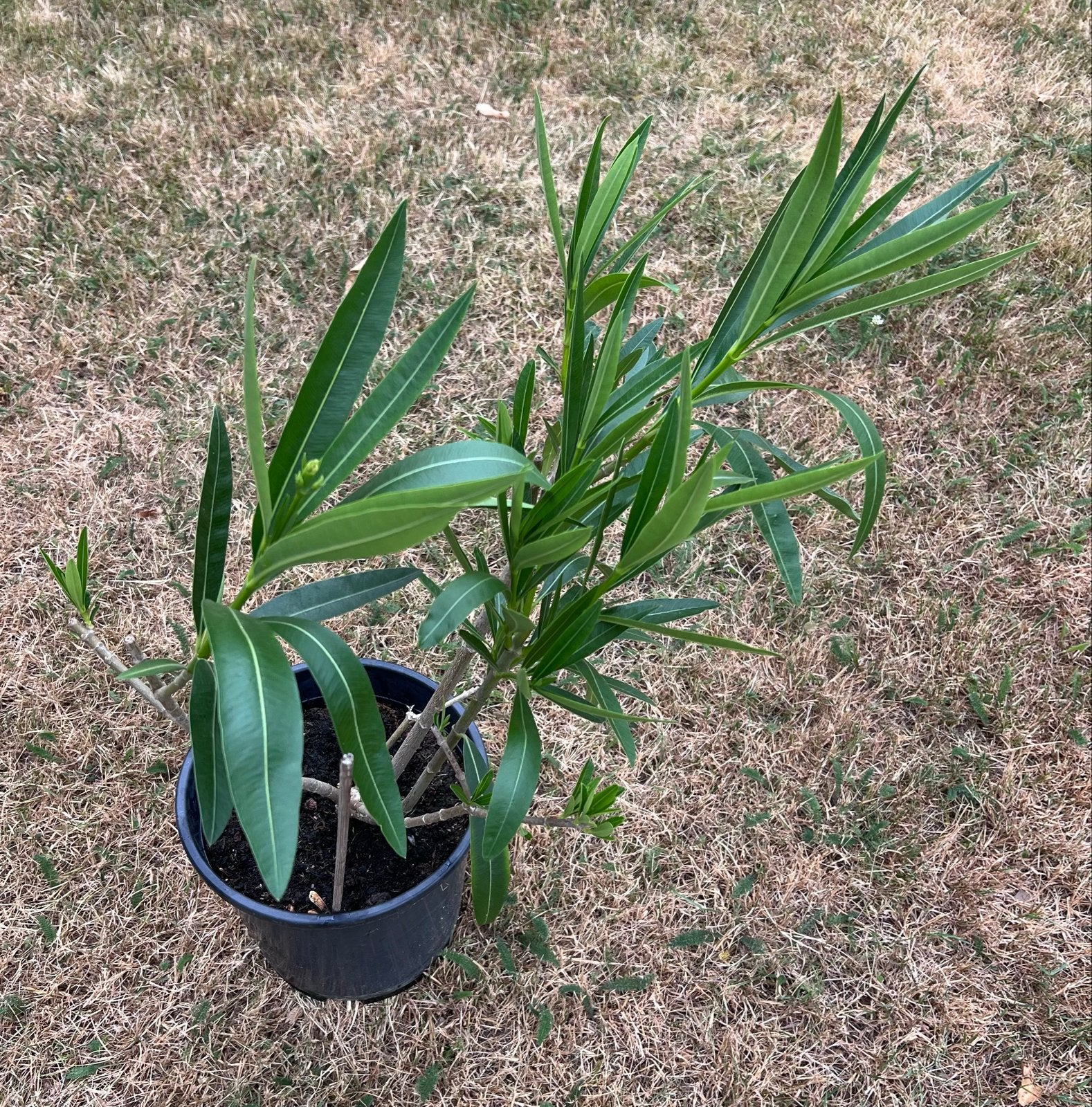 Oleander struik - Mediterrane sfeer in uw tuin, Tuin en Terras, Overige soorten, Volle zon, Vaste plant, Ophalen of Verzenden