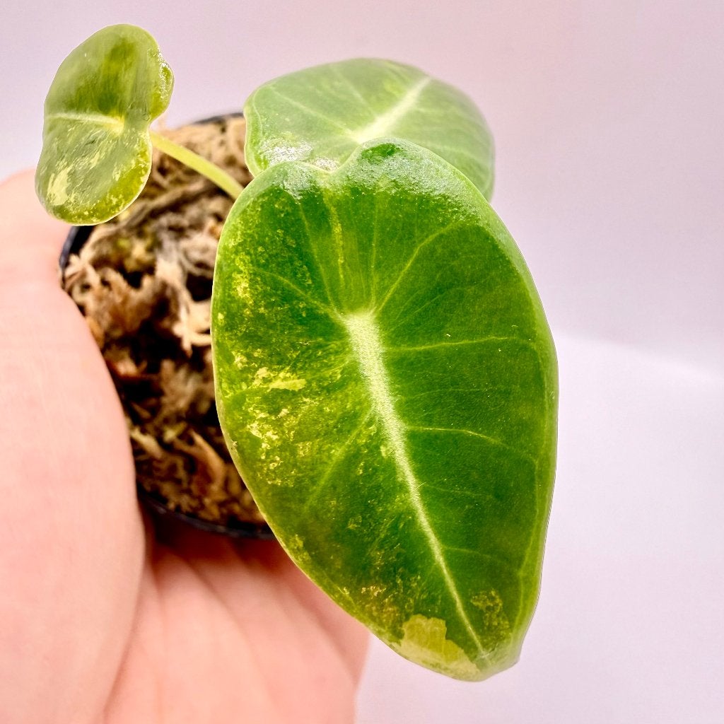 Alocasia Longiloba Grandis Aurea Variegata, Huis en Inrichting, Kamerplanten, Verzenden, Halfschaduw, Minder dan 100 cm