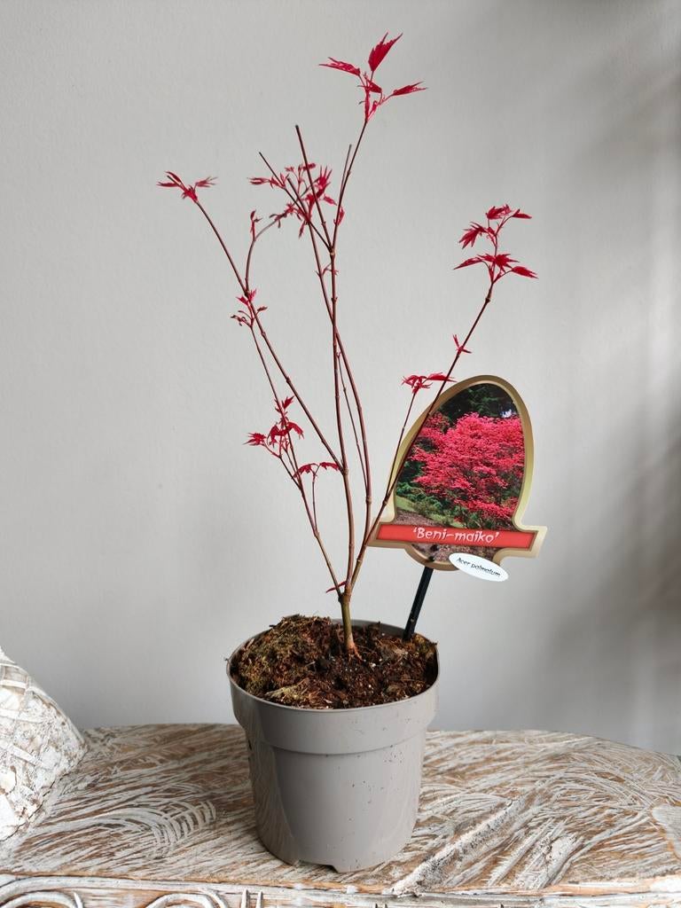 Bonsai starter Acer Japanse Esdoorn Beni-Maiko, Bloeit niet, Halfschaduw, Minder dan 100 cm, Overige soorten