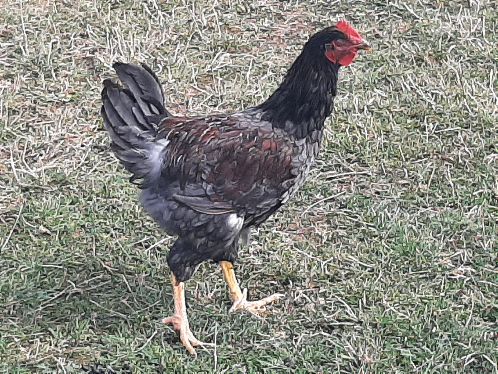 Barnevelder hanen, Dieren en Toebehoren, Mannelijk, Kip
