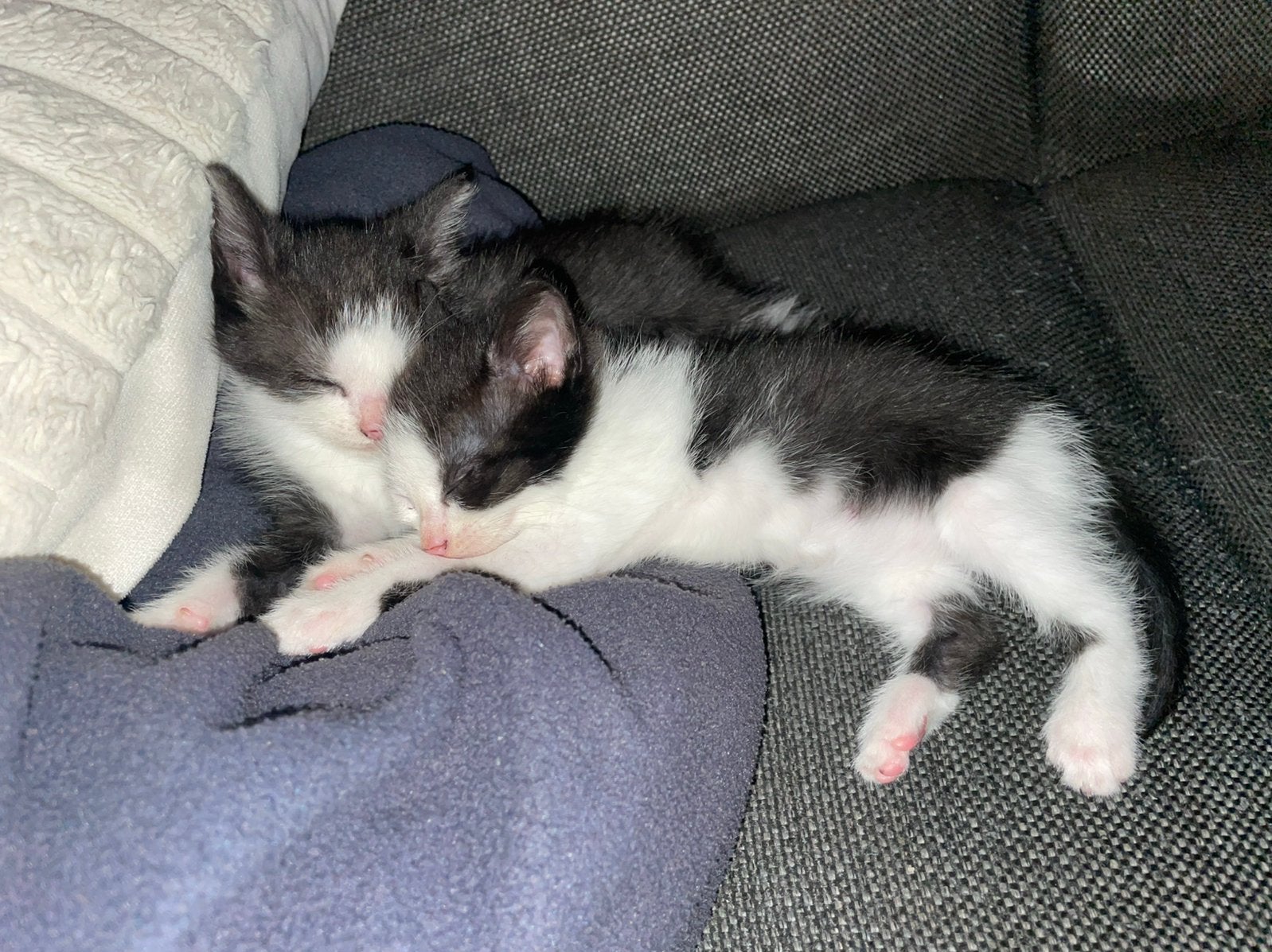 2 lieve sociale en speelse zusjes!, Meerdere dieren, Kortharig, 0 tot 2 jaar