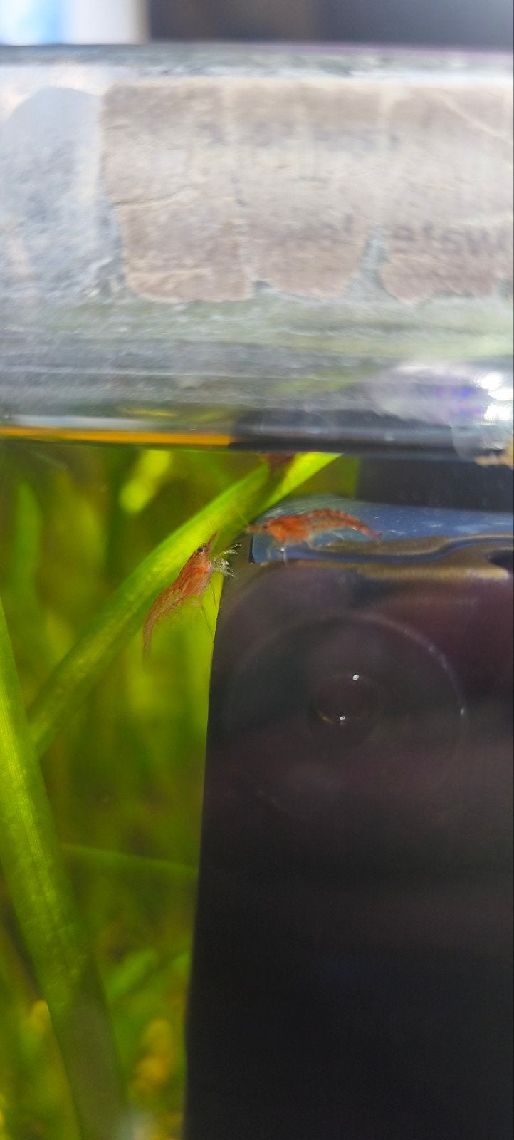 rode garnalen, Dieren en Toebehoren, Vissen | Aquariumvissen, Kreeft, Krab of Garnaal
