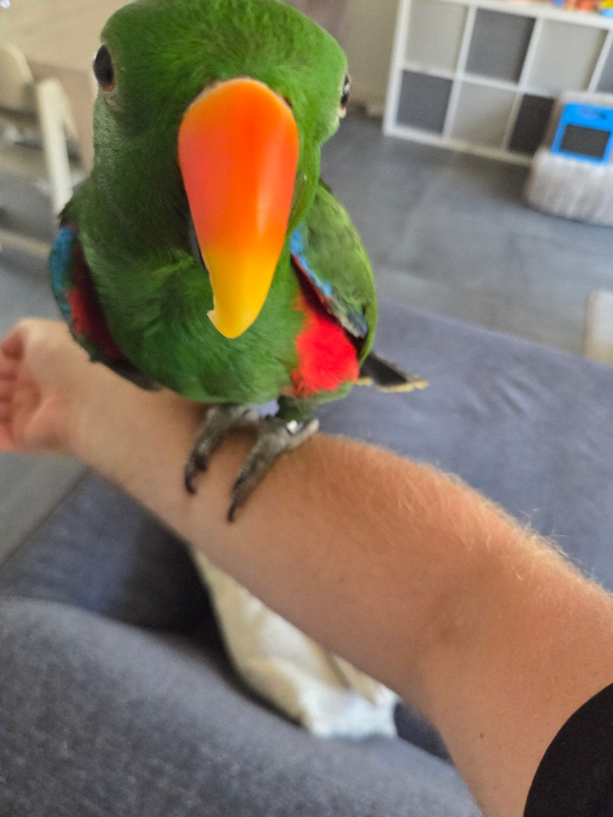 Edelpapegaai man te koop, Dieren en Toebehoren, Vogels | Parkieten en Papegaaien, Papegaai, Mannelijk