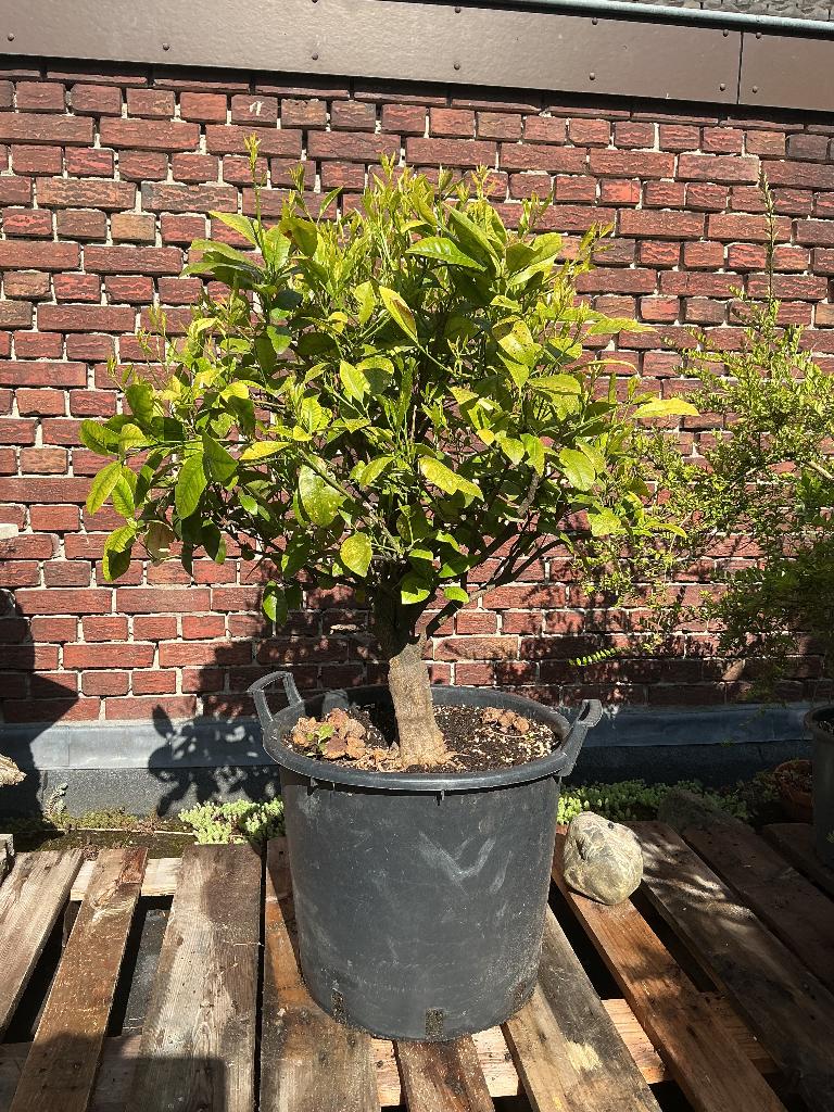 Sinaasappelboompje, Ophalen, Overige soorten, Volle zon, 100 tot 250 cm