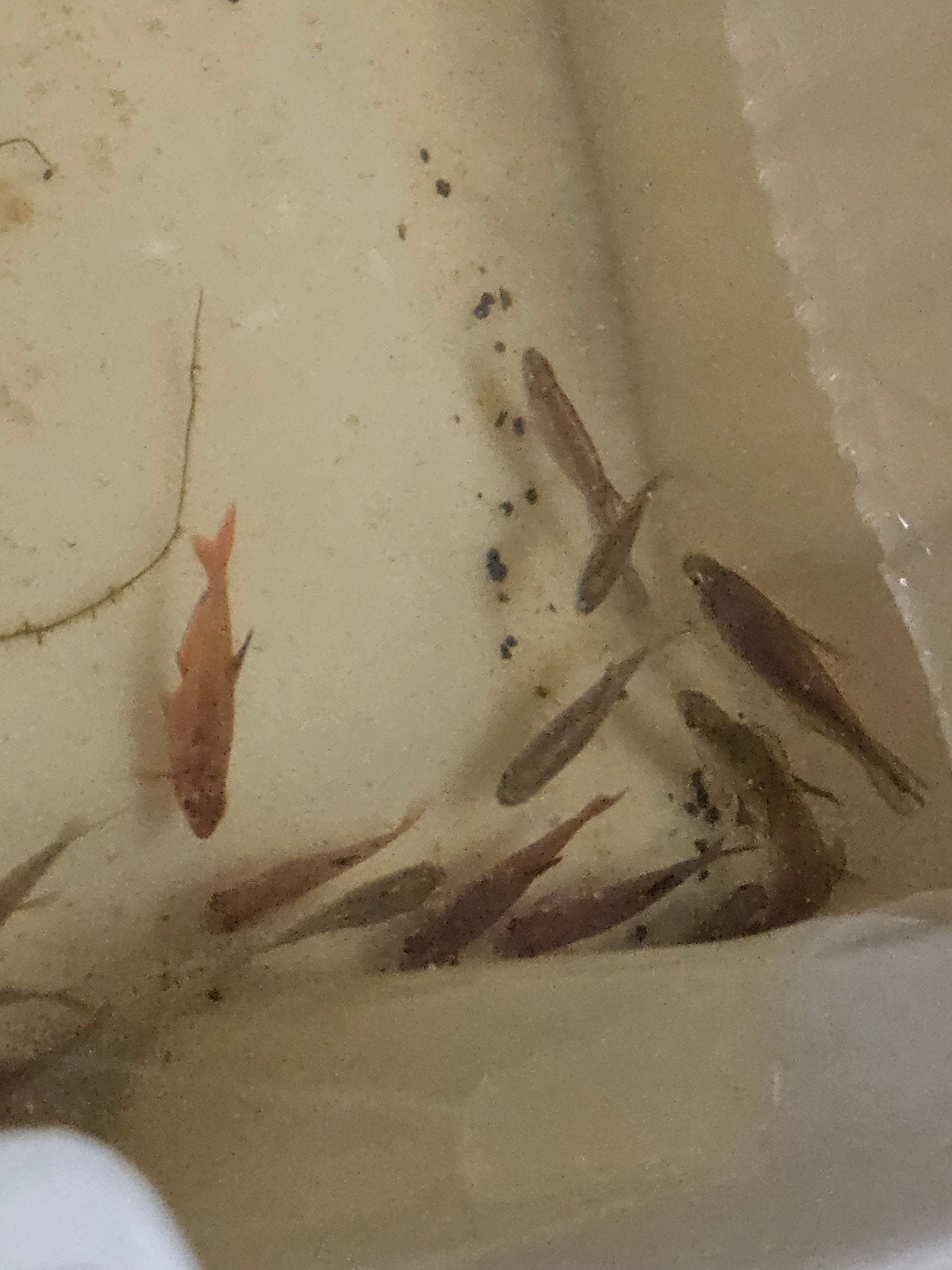 20 aquarium visjes guppies. mannetjes en vrouwtjes
