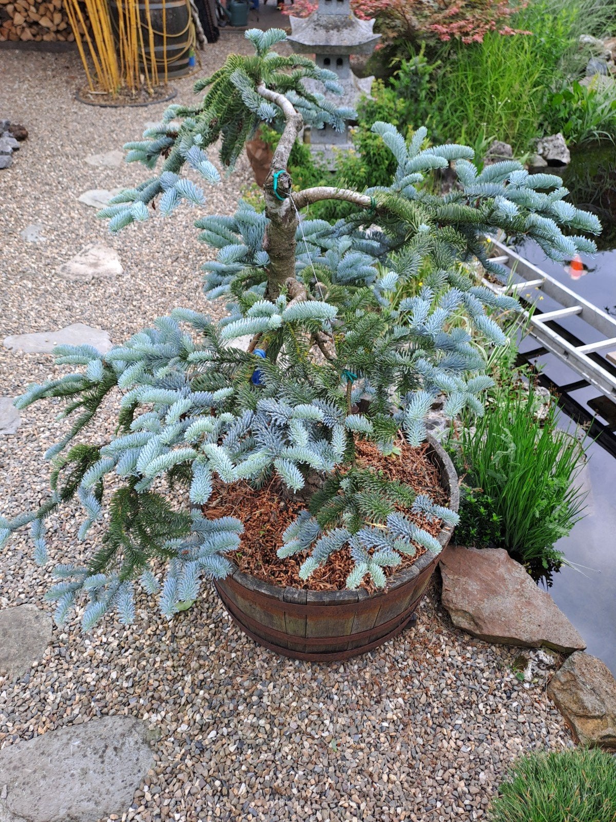 Unieke Bonsai Zilverspar in Houten Kuip, Ophalen, Overige soorten, Halfschaduw