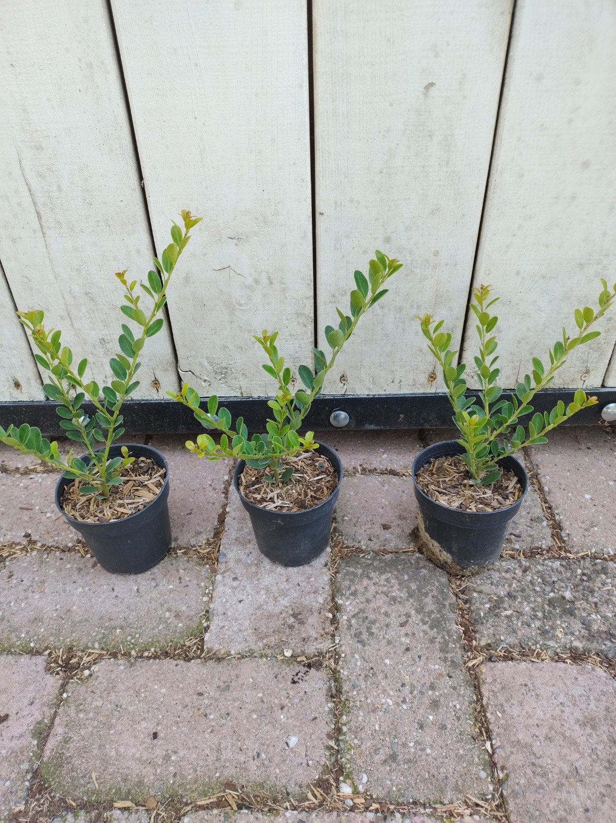 Ilex crenata Green Hedge. buxusvervanger. sterke planten P9, Overige soorten, Vaste plant, Ophalen of Verzenden, Bloeit niet