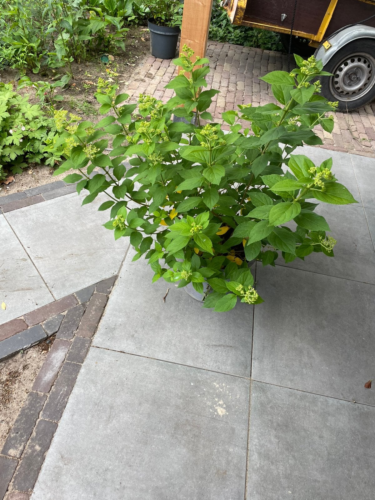 Hydrangea paniculata lime light, Tuin en Terras, 100 tot 250 cm, Zomer, Palmboom, Ophalen