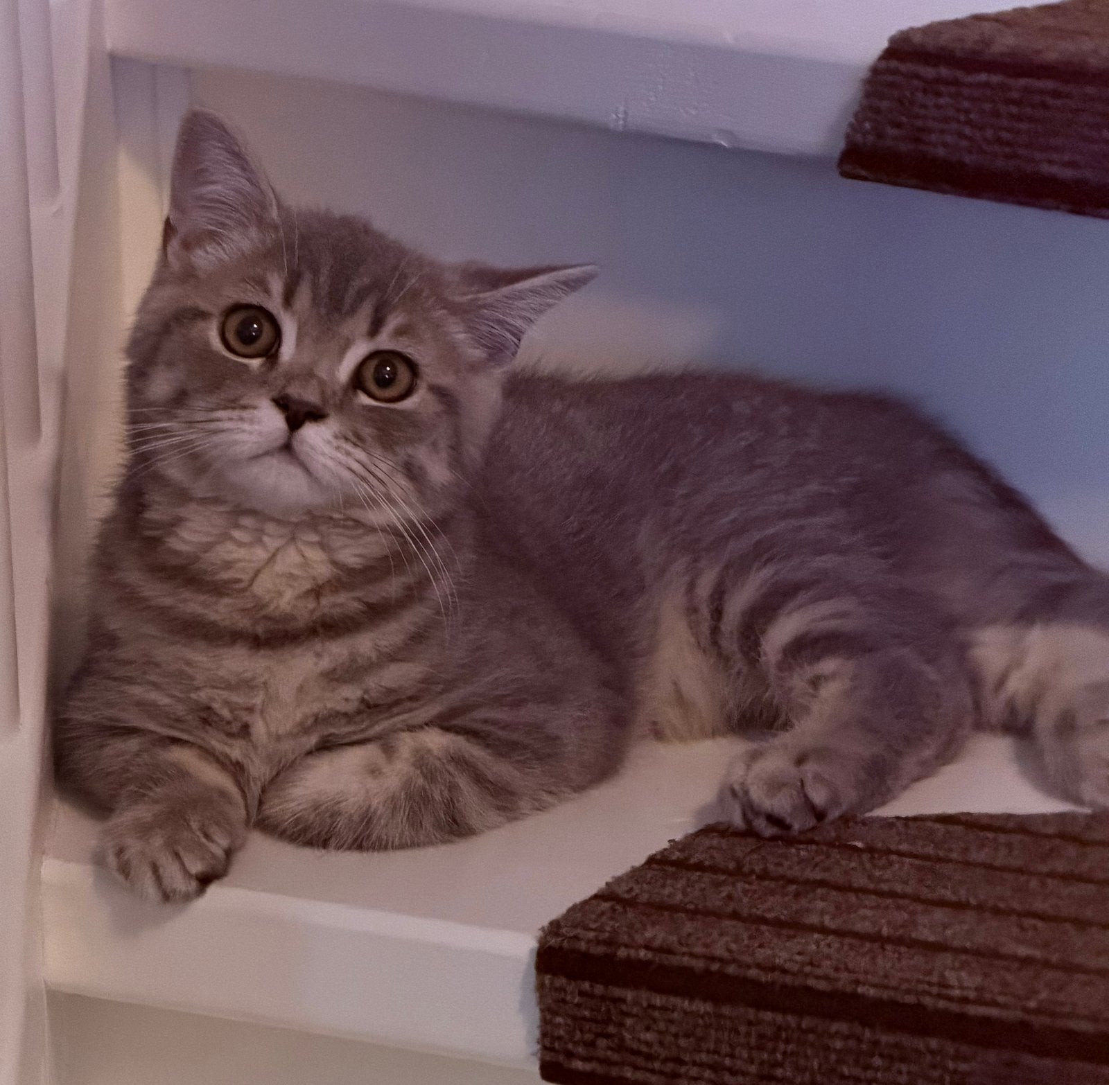 Britse korthaar kitten, Kater, Ontwormd, 0 tot 2 jaar