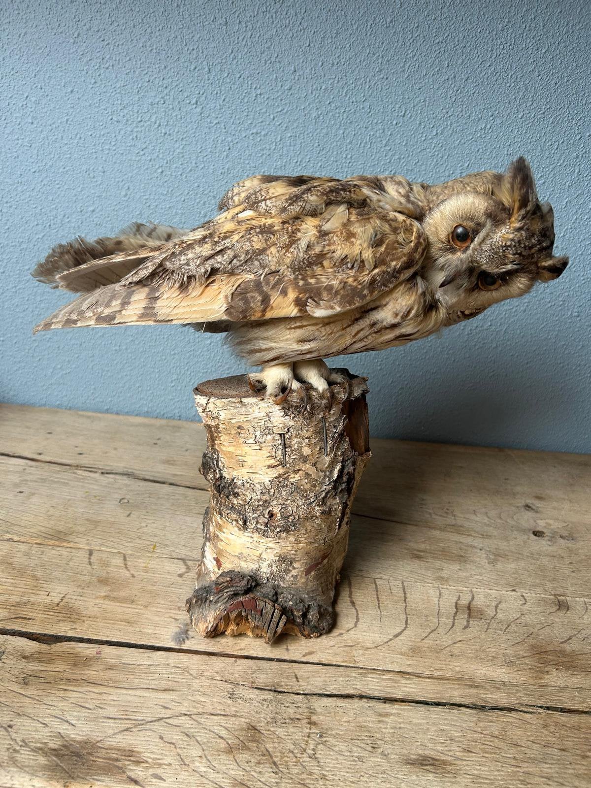 Opgezette Ransuil !!, Ophalen, Zo goed als nieuw, Vogel, Opgezet dier