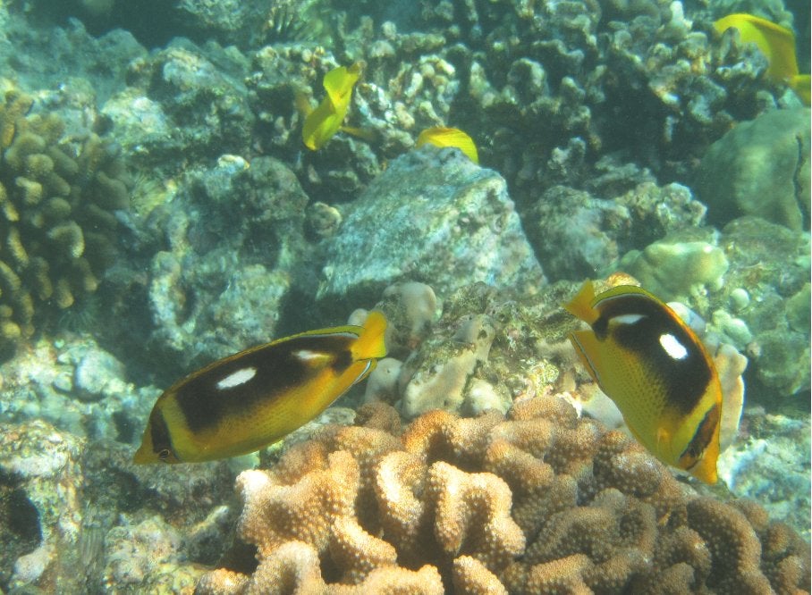Foto 4 van Canon PowerS SX220 HS met Canon onderwaterbody