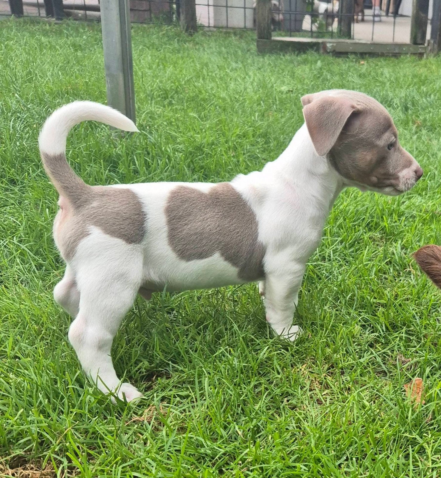 jack russell pups, Parvo, Jack Russell Terriër, 8 tot 15 weken, Meerdere