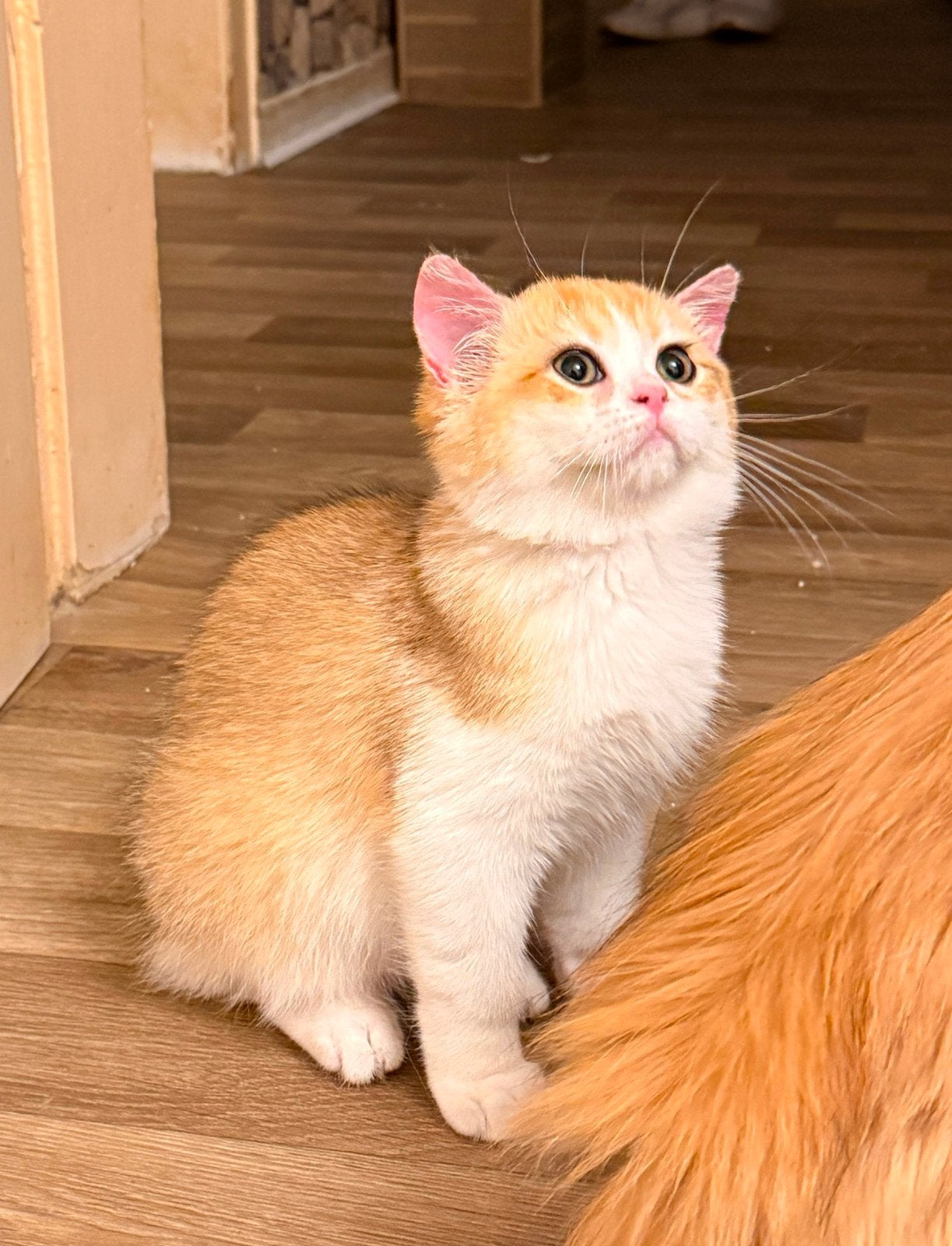 Britse Korthaar Golden kater, Kater, Ontwormd, 0 tot 2 jaar
