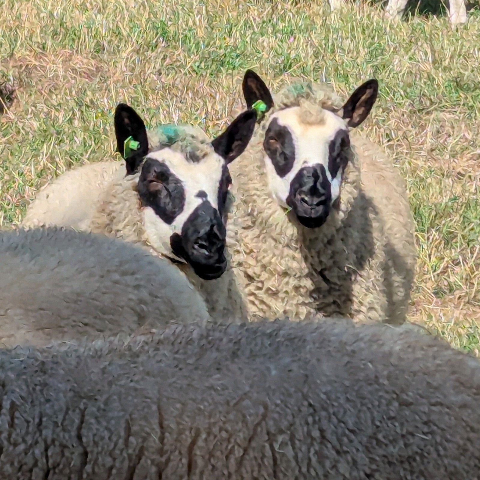 Kerry Hill lammeren stamboek, Meerdere dieren, Schaap, 0 tot 2 jaar