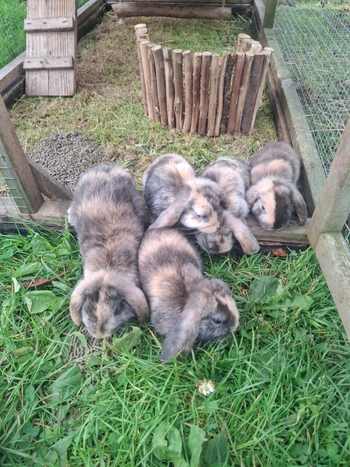 jonge dwerg hangoor, Dieren en Toebehoren, Meerdere dieren, Dwerg, Hangoor