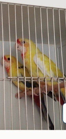 pennant rosella's, Dieren en Toebehoren, Meerdere dieren, Parkiet, Geringd