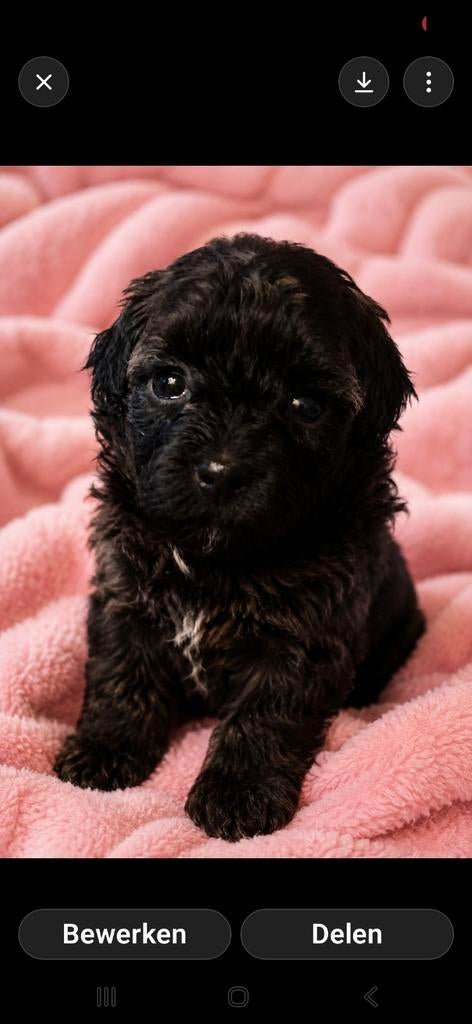 Maltipoo-Toy Poedel-pups, Parvo, Overige rassen, 8 tot 15 weken, Meerdere
