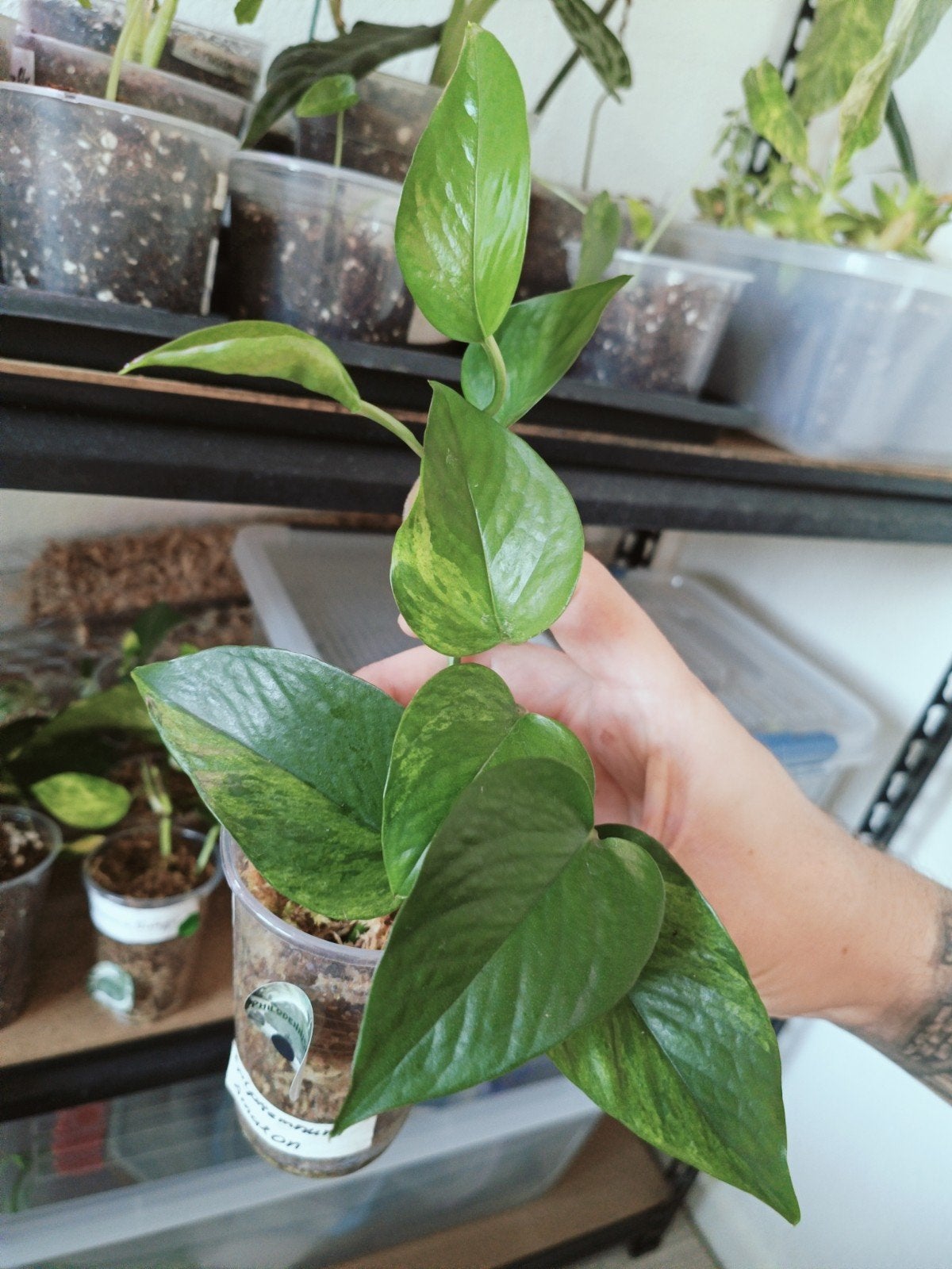 Epipremnum Amazon -, Ophalen of Verzenden