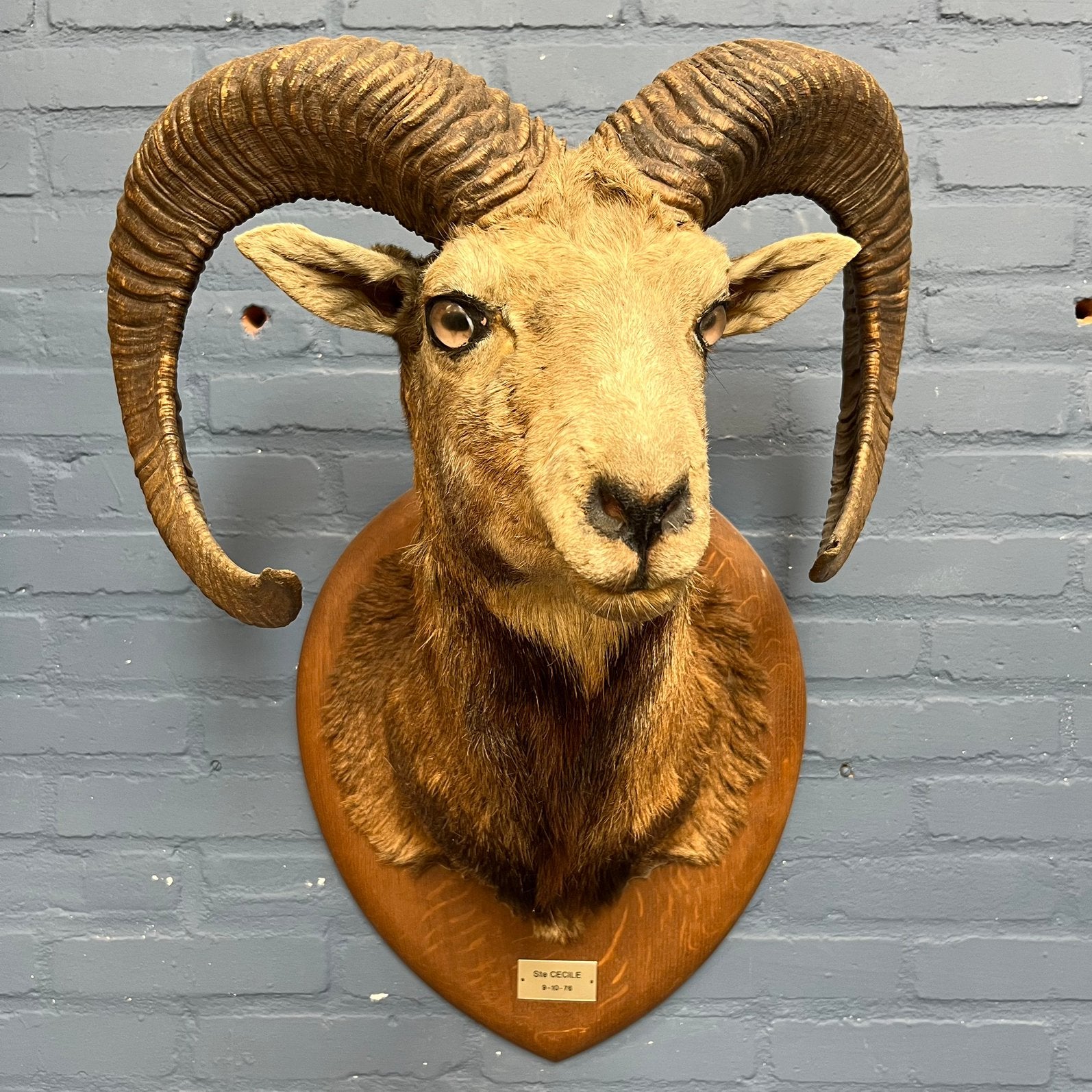 Taxidermie Mouflon, Ophalen, Gebruikt, Gewei of Kop