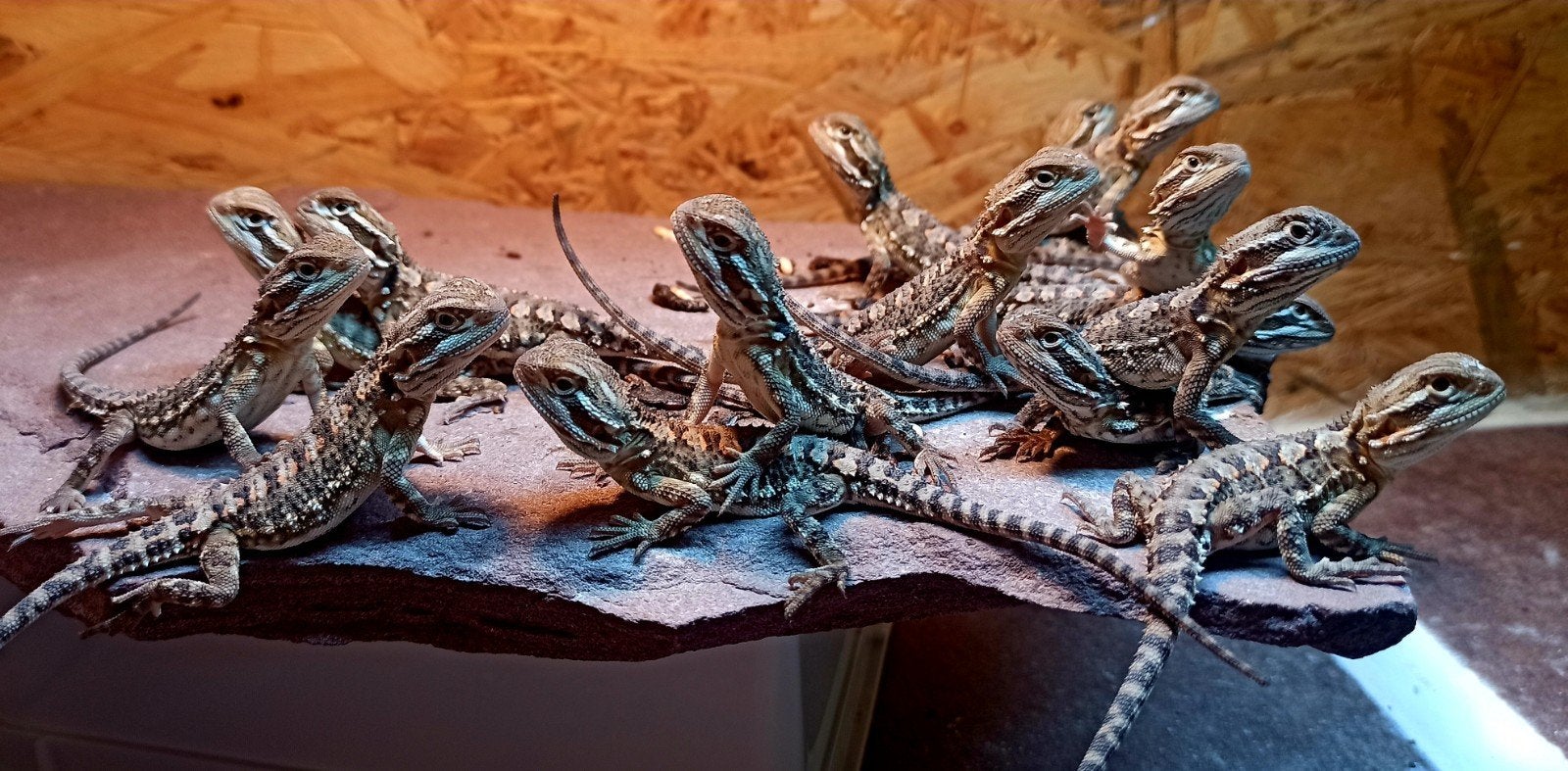 Jonge Dwerg baardagamen (Pogona Henrylawsoni), Dieren en Toebehoren, Reptielen en Amfibieën, Hagedis, 0 tot 2 jaar