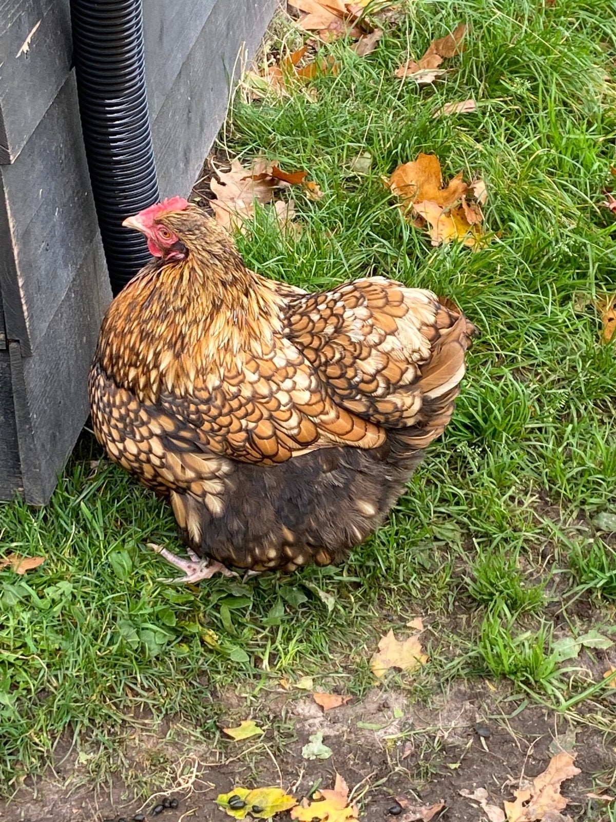 Gezocht 2 jonge goud omzoomde Orpington hennen kriel, Dieren en Toebehoren, Vrouwelijk, Kip