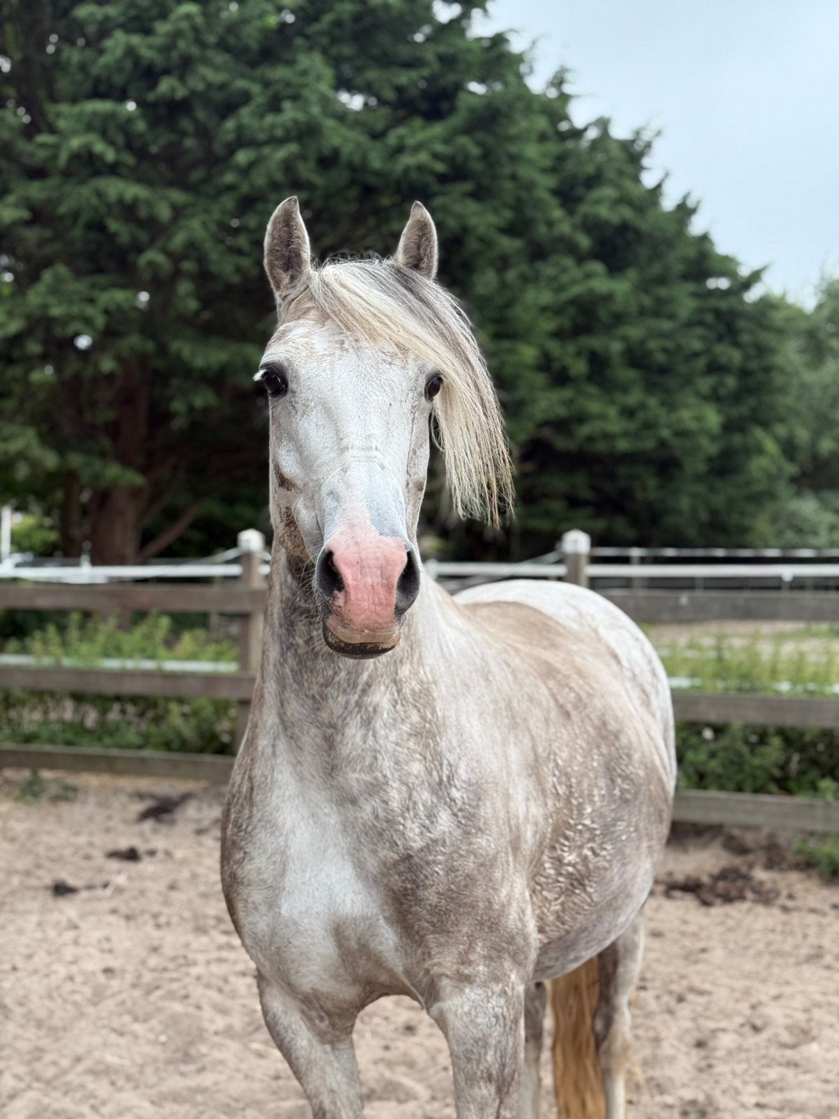 Super leuke D Pony te koop!, Ophalen of Verzenden