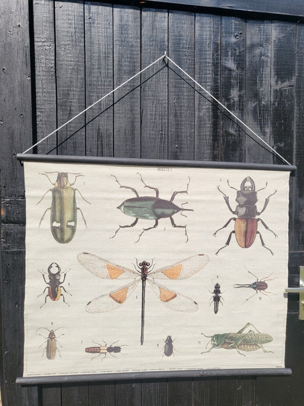NIEUW insecten schoolkaart op doek - 115x83cm, Ophalen of Verzenden, Natuur en Biologie